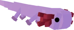 Axolotl