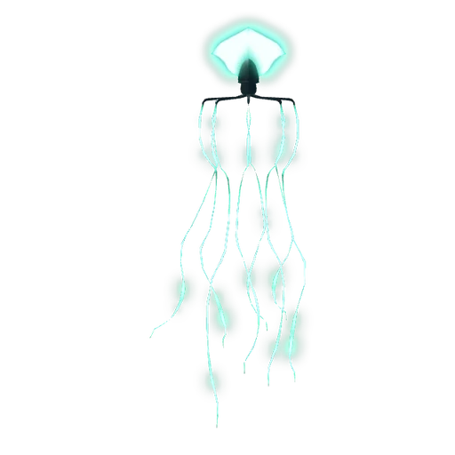 Bigfin Squid