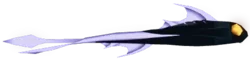 Black Veil Ray