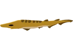 Blackmouth Catshark