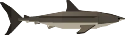 Bull Shark
