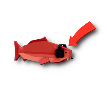 Clout Carp