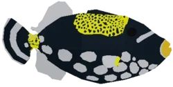 Clowned Triggerfish
