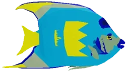 Cobalt Angelfish