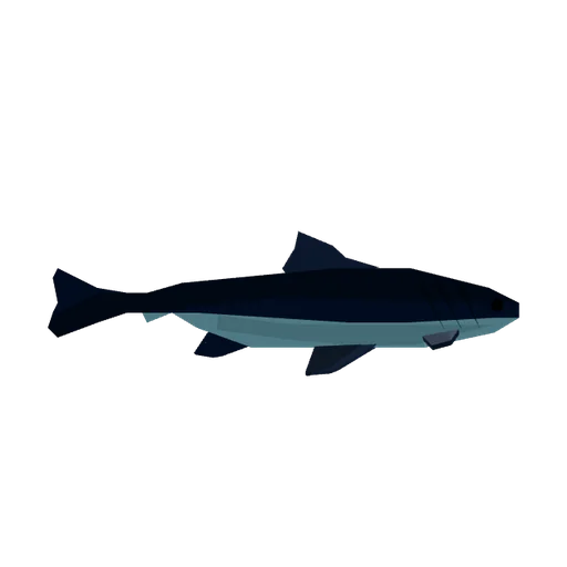 Cobia