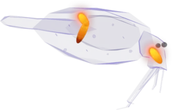 Cockatoo Squid