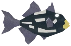 Coin Triggerfish