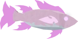 Crystal Wrasse