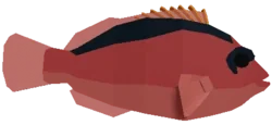 Flamekissed Hawkfish