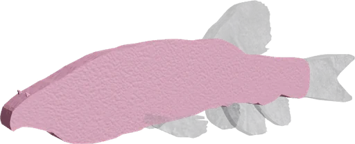Garra Typhlops