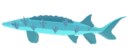 Glaciaseer Sturgeon