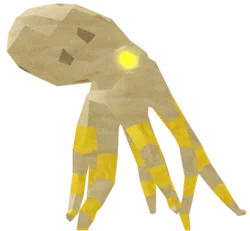 Goldfin Octopus