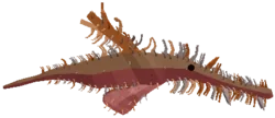 Hidden Pipefish
