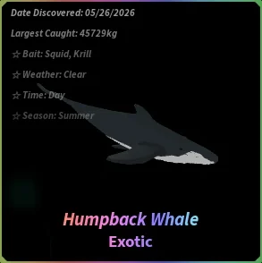 Humpback Whale