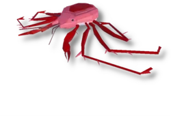Lithodes Megacantha