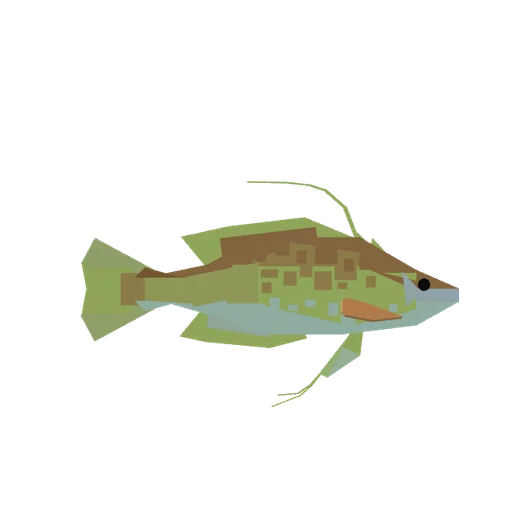 Longtail Bass