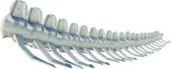 Mossjaw Tail