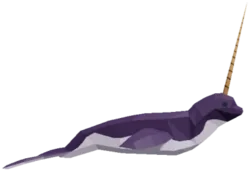 Narwhal
