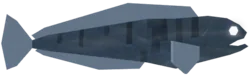 Net Wolffish