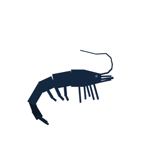 Night Shrimp