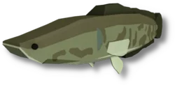Northern Snakehead