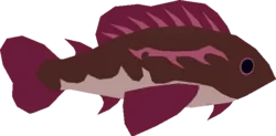Reef Goby