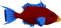 Reef Parrotfish