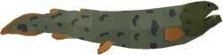 Rhizodus