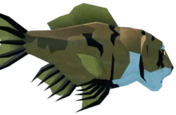 Royal Tigerfish