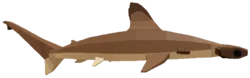 Scalloped Hammerhead