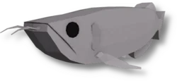 Silver Arowana