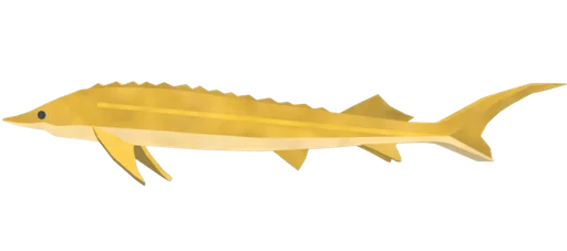 Solarseer Sturgeon