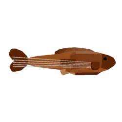 Stringed Grouper