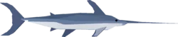 Swordfish