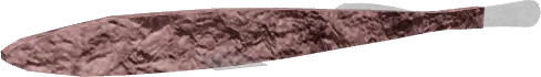 Typhleotris
