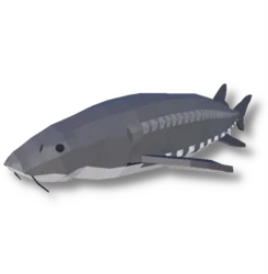 White Sturgeon