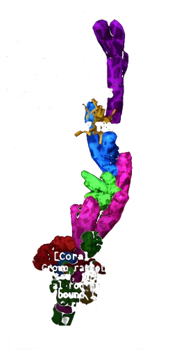 Coral Rod